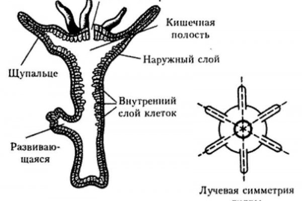 Kraken ссылка onion 2kmp
