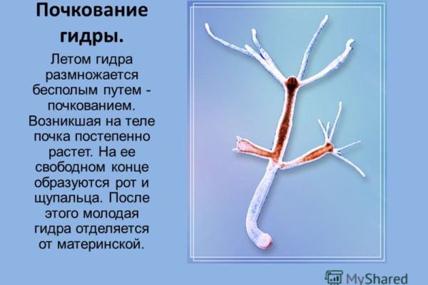 Ссылка на кракен тор магазин